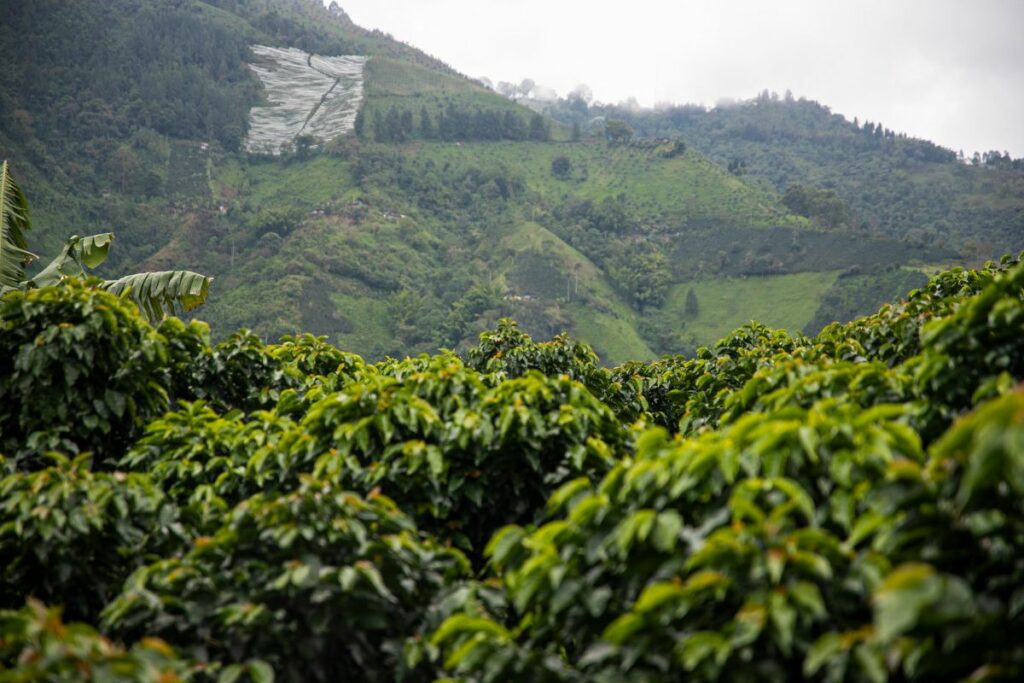 Kopi Arabika di Indonesia